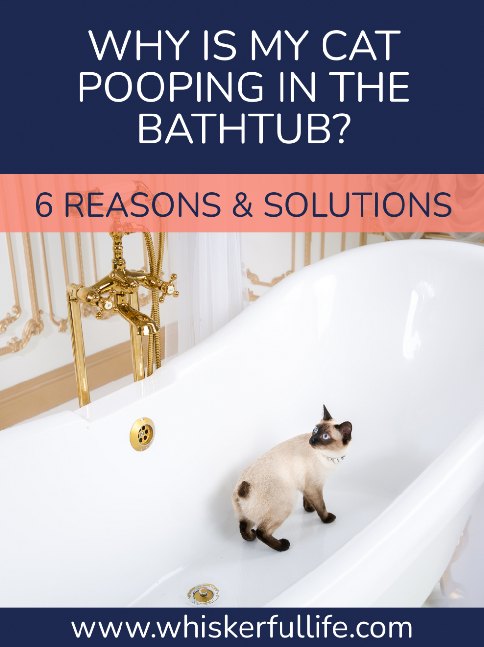 Why does my Cat Poop in the Bathtub? (6 Reasons & Fixes) Whiskerful Life