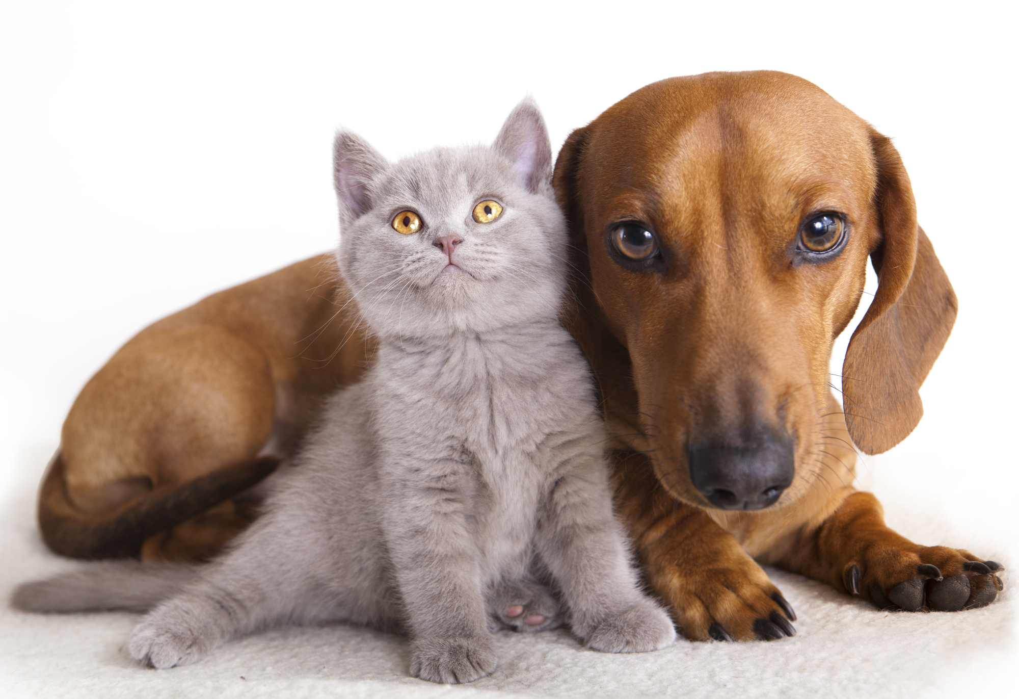 Is Cat Litter Toxic to Dogs