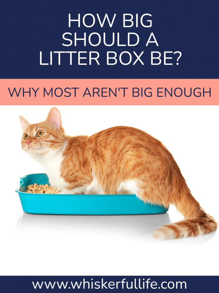 How Big Should a Litter Box Be? (Is Bigger Better?) Whiskerful Life