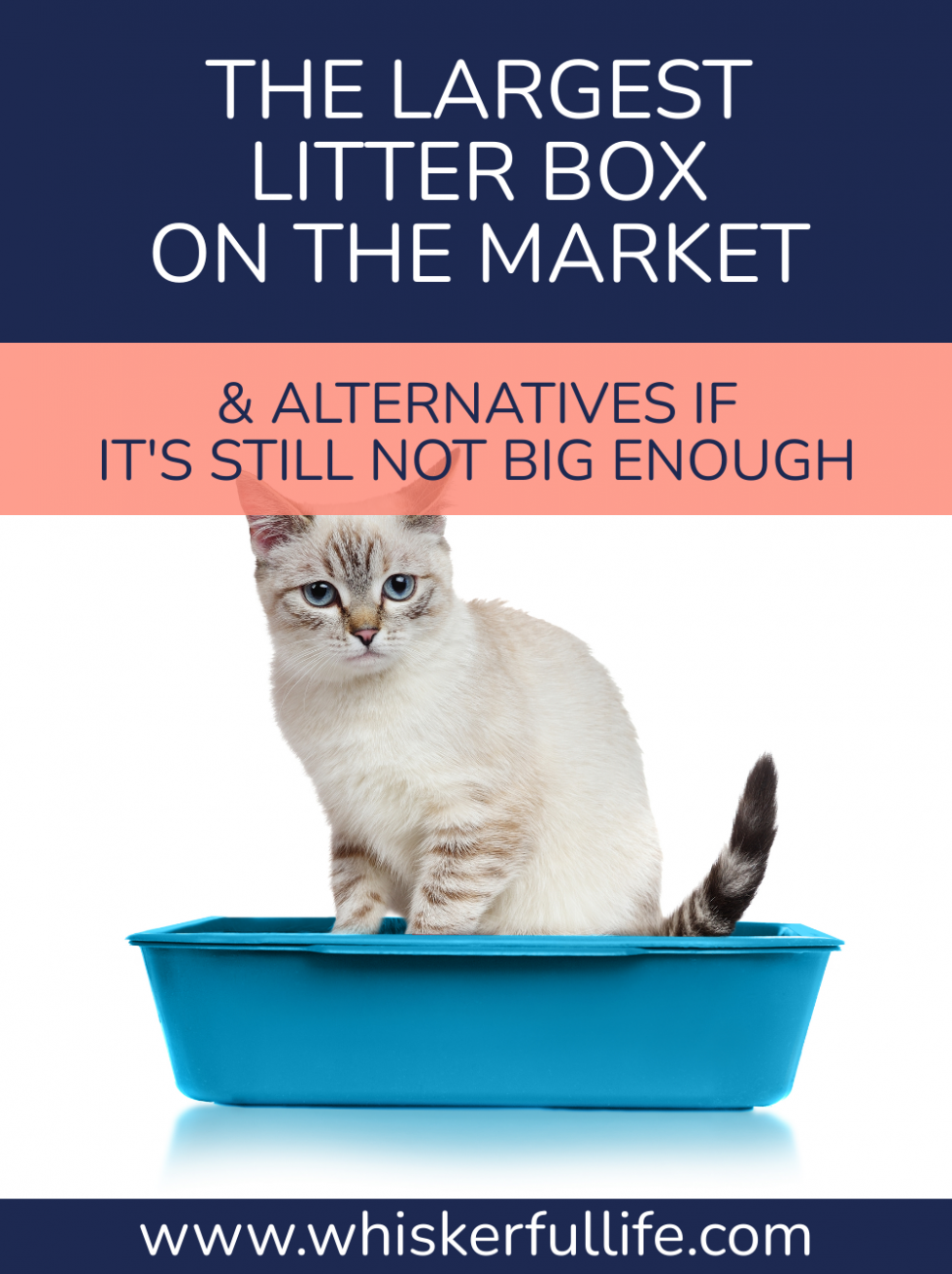 The Largest Cat Litter Box Available (& DIY Solutions) Whiskerful Life