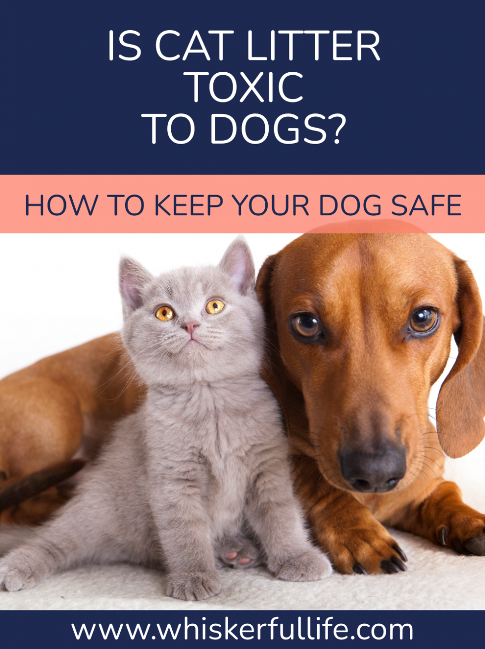 Is Cat Litter Toxic to Dogs? (What to Do if they Eat it) Whiskerful Life