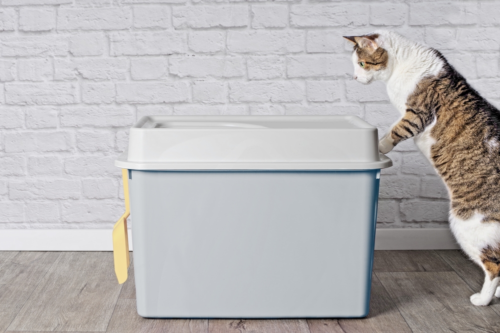 Why a Top Entry Litter Box?