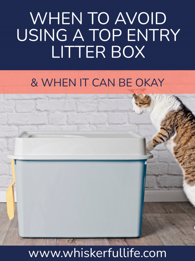 When To Avoid Using a Top Entry Litter Box