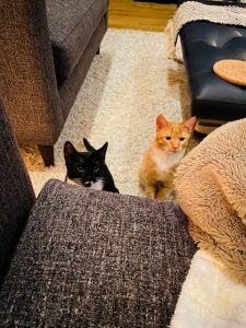 kittens wanting to get up on couch