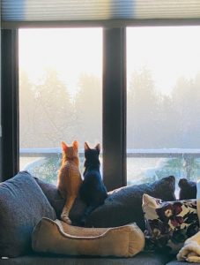 Cats sitting on couch to look out window