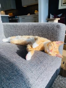 cat napping on couch in sun