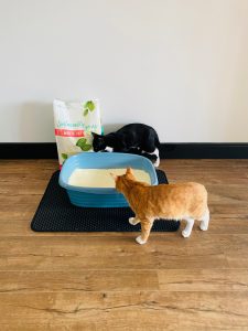Two kittens with Sustainably Yours cat litter