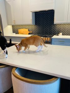 how to keep cats off the counter