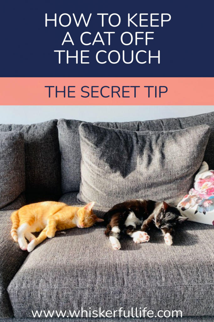 How to Keep a Cat Off the Couch Whiskerful Life