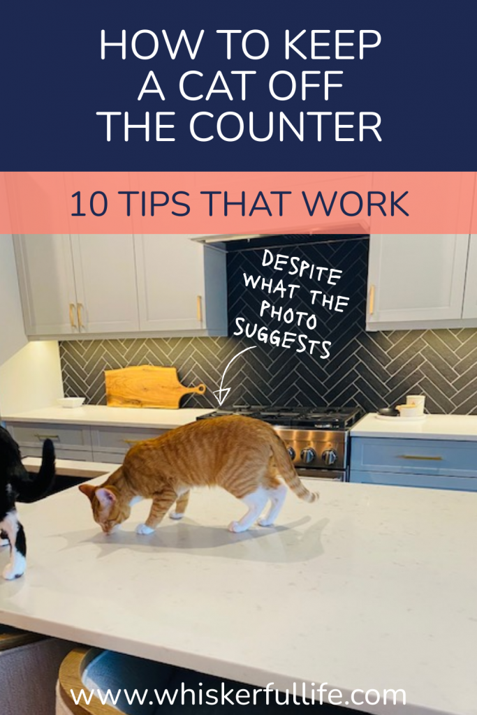 How to Keep a Cat off the Counter 10 Tips that Work Whiskerful Life