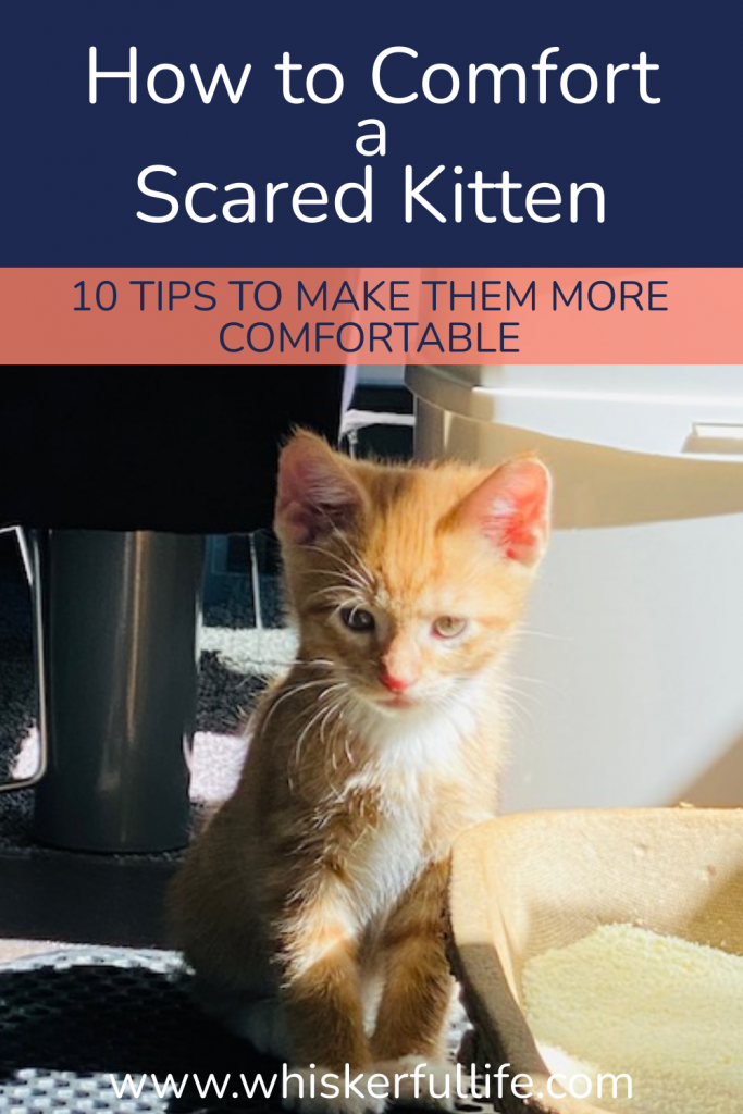 How to Comfort a Scared Kitten (the best thing you can do) Whiskerful