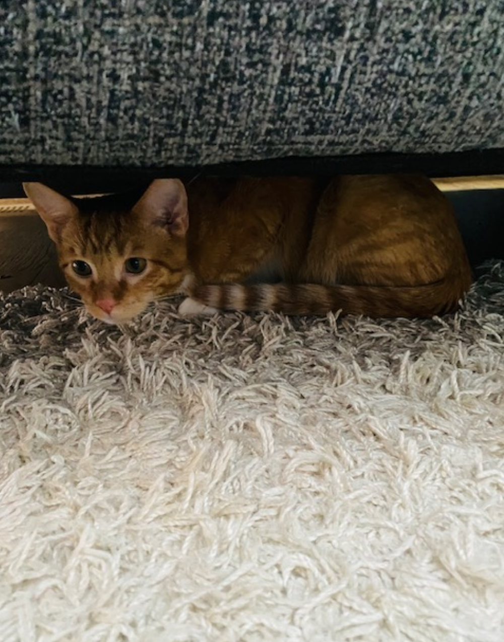 New kitten Scared and Hiding (10 tips to get them out) Whiskerful Life