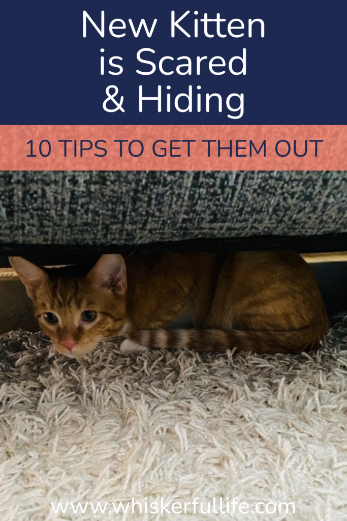 New kitten Scared and Hiding (10 tips to get them out) Whiskerful Life