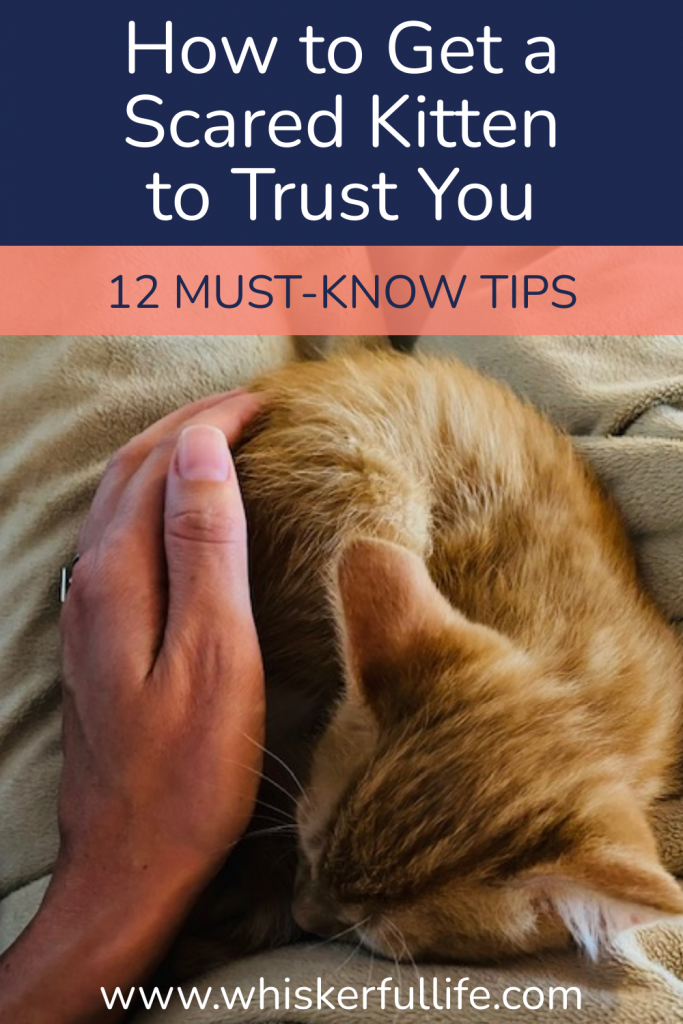 How to get a Scared Kitten to Trust You (12 key tips) Whiskerful Life