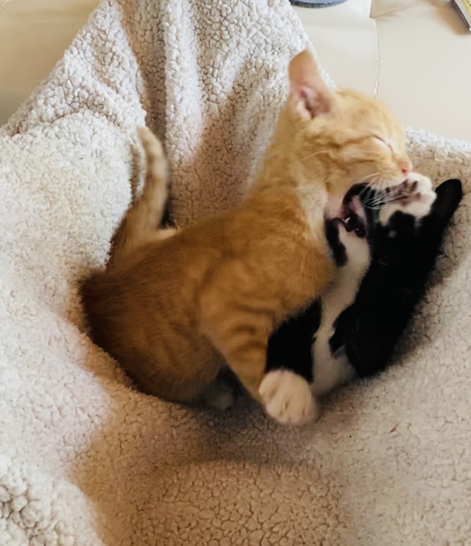 Why Does My Kitten Bite Me (unprovoked & randomly) Whiskerful Life