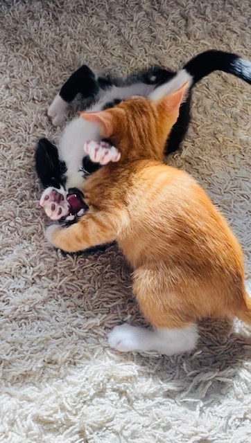 kittens playing and biting