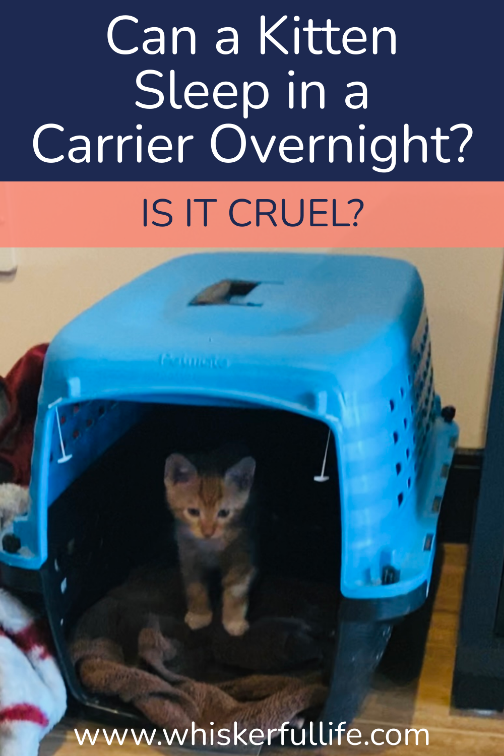 Can a Kitten Sleep in a Carrier Overnight?