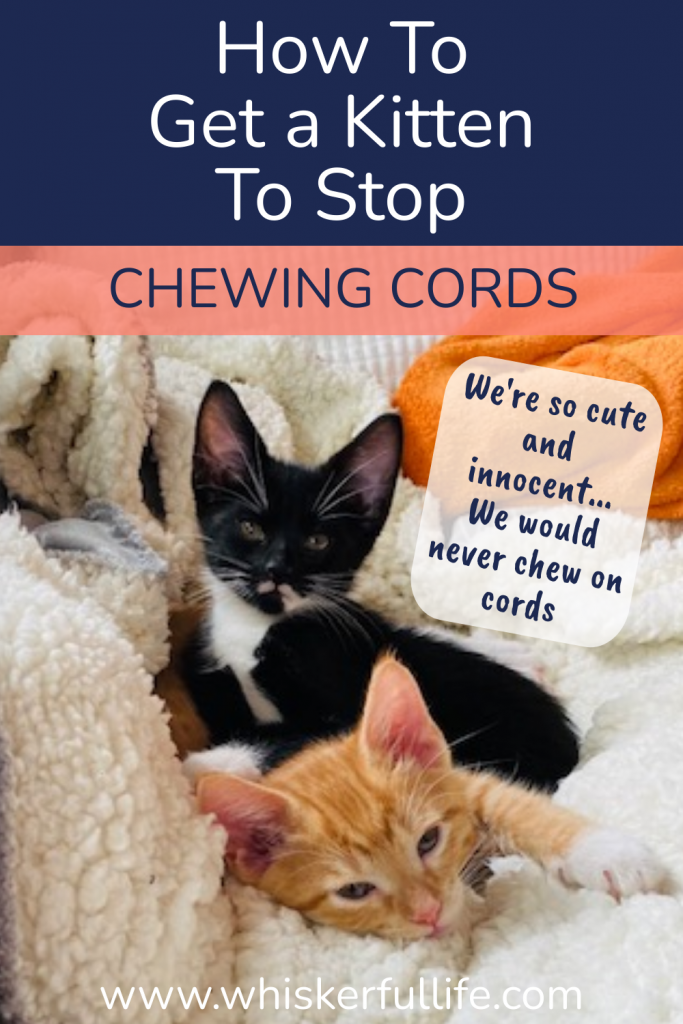 How To Get a Kitten to Stop Chewing Cords (quickly) Whiskerful Life