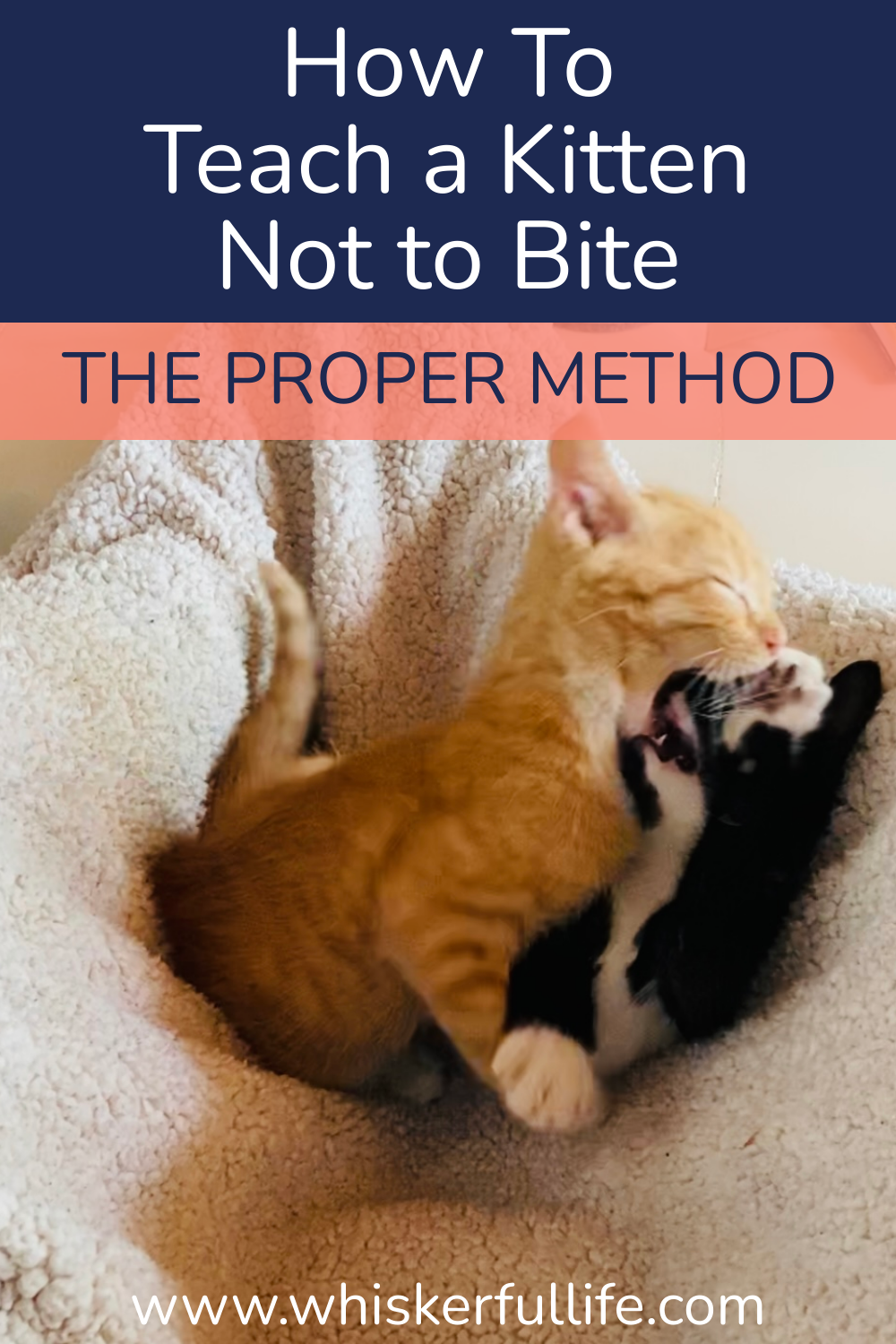 How To Teach a Kitten Not To Bite