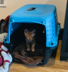 kitten in carrier