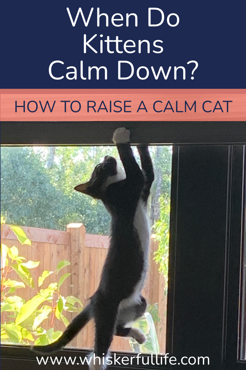 When do Kittens Calm Down?