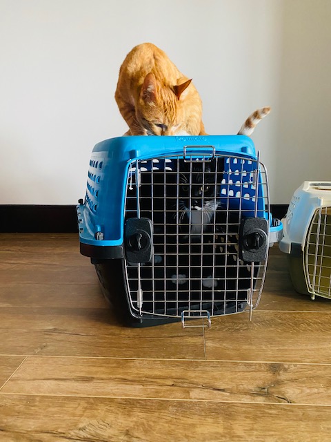 crate training a cat