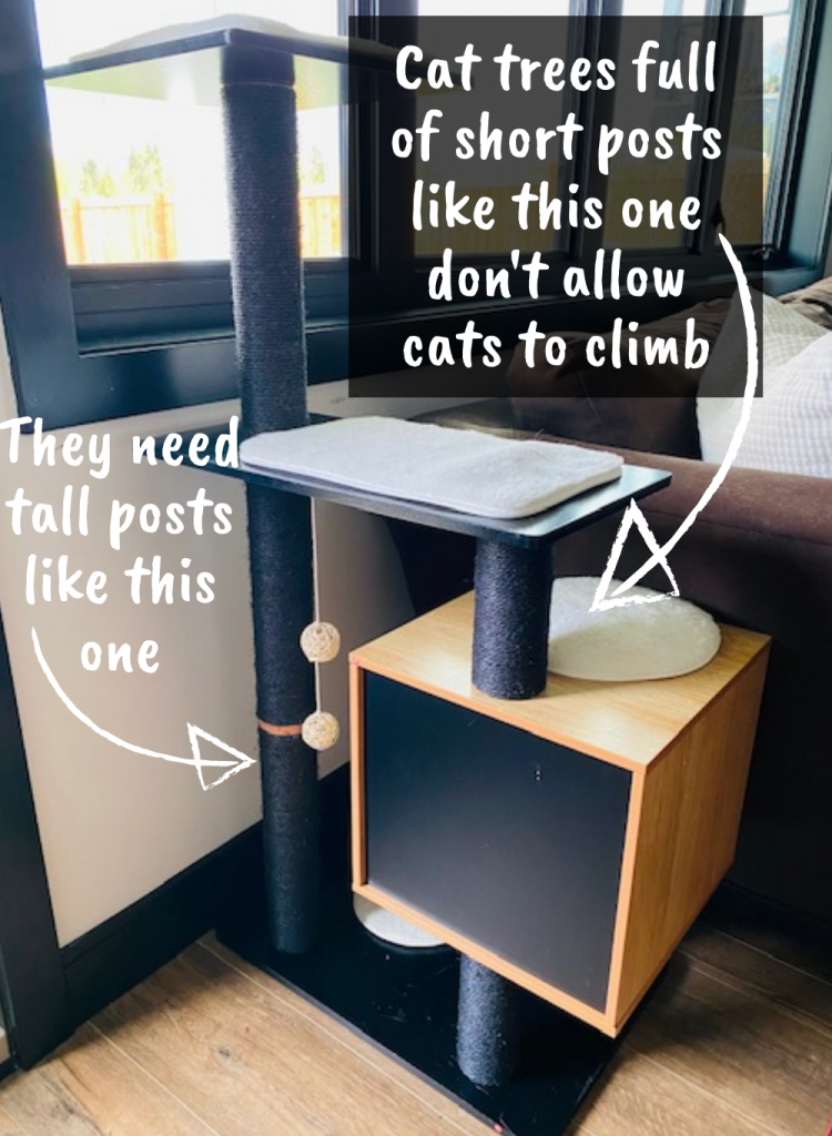 How to stop a Cat from Climbing the Curtains (5 failproof steps