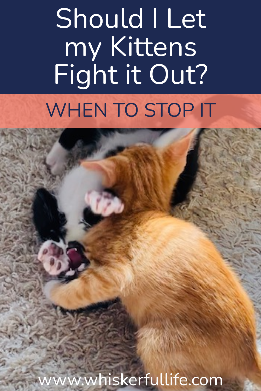 Should I Let my Kittens Fight it Out?